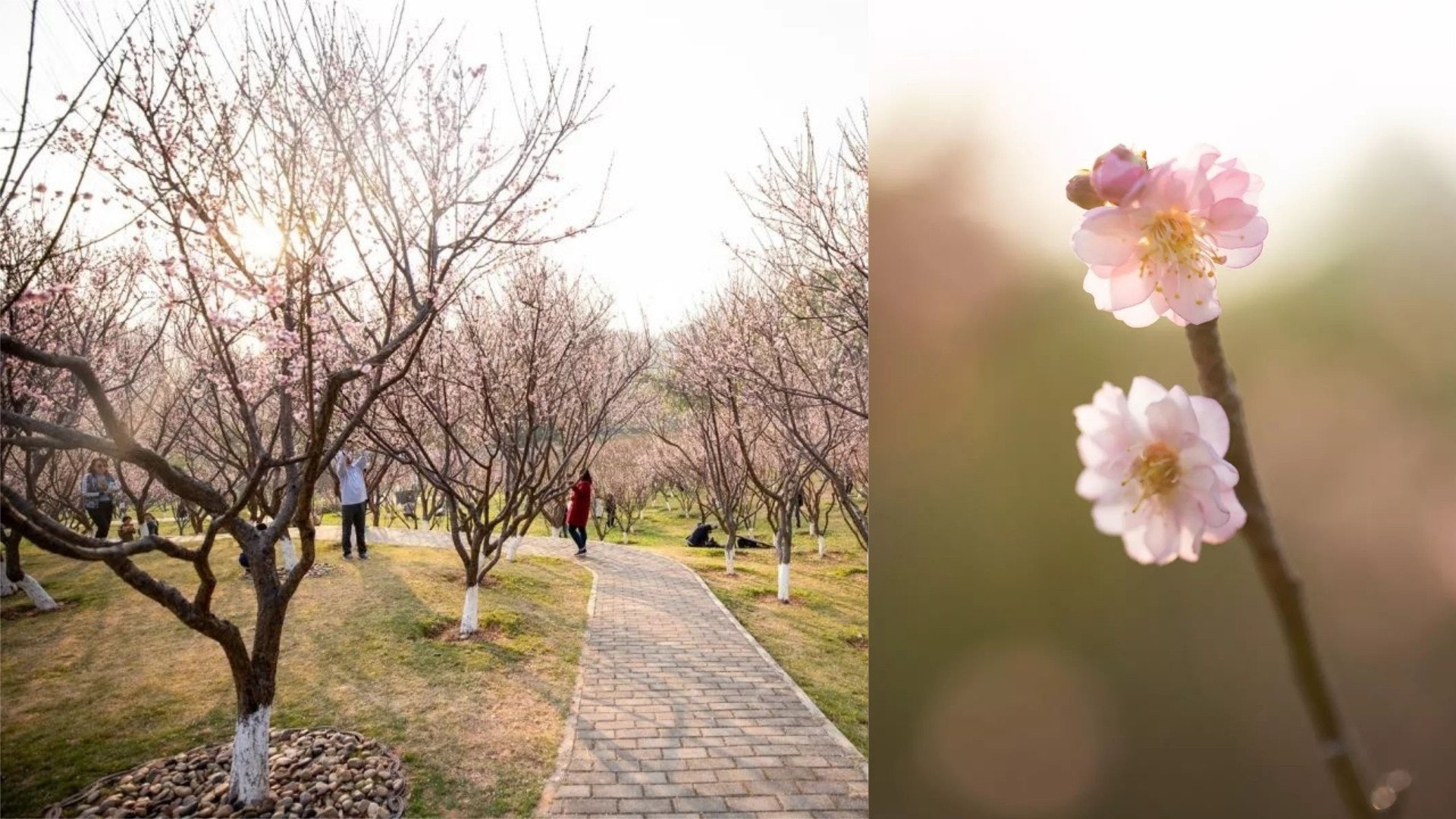 梅花 香港01 梅花 香港01
