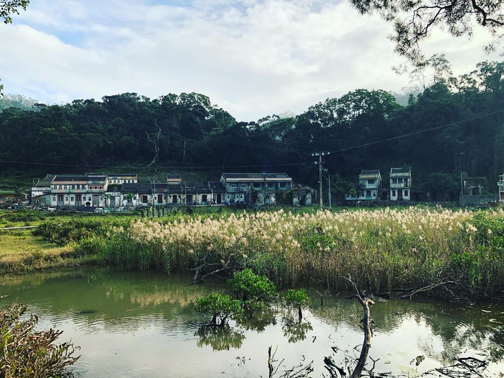 秋季開始,春天之前在谷埔濕地還可以看到蘆葦海,是打卡勝地。(圖:eulb_t@IG) 香港景點