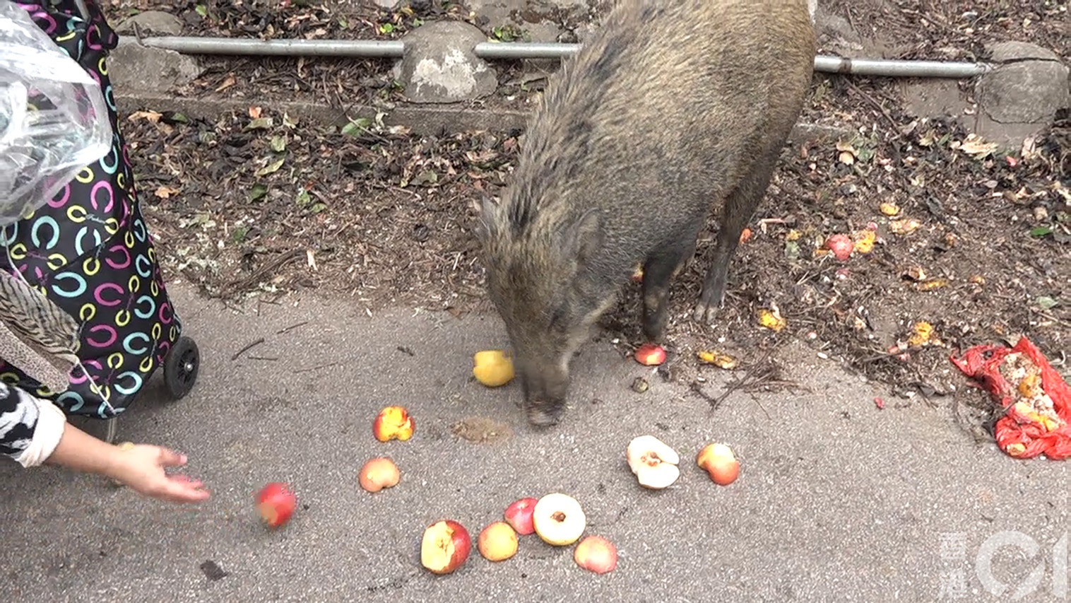 有人在列為「禁餵區」的城門郊野公園餵野豬。(王海圖攝) 有人在列為「禁餵區」的城門郊野公園餵野豬。(王海圖攝)