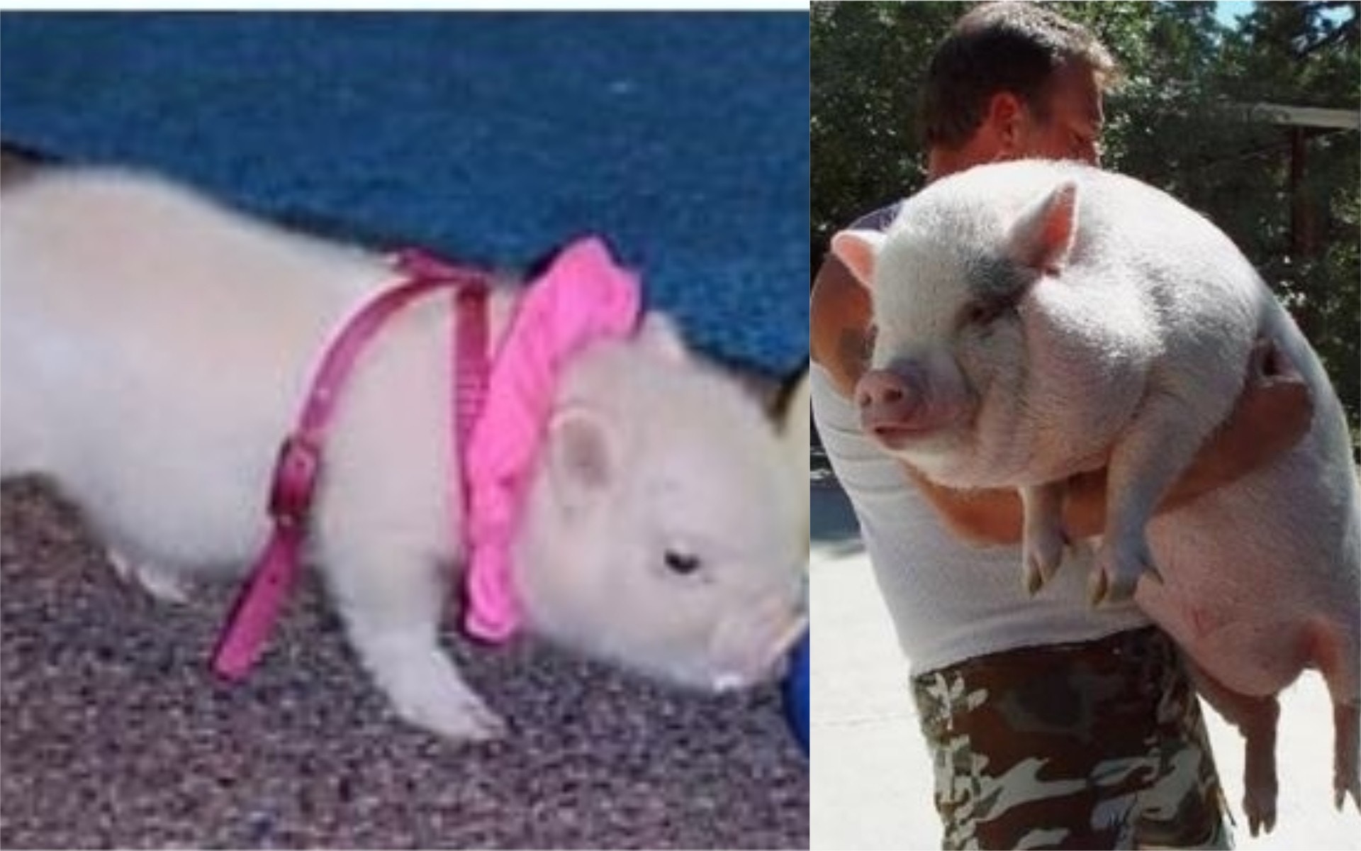 一隻小小的寵物豬,三年後變成大肥豬。(漁護署提供) 一隻小小的寵物豬,三年後變成大肥豬。(漁護署提供)