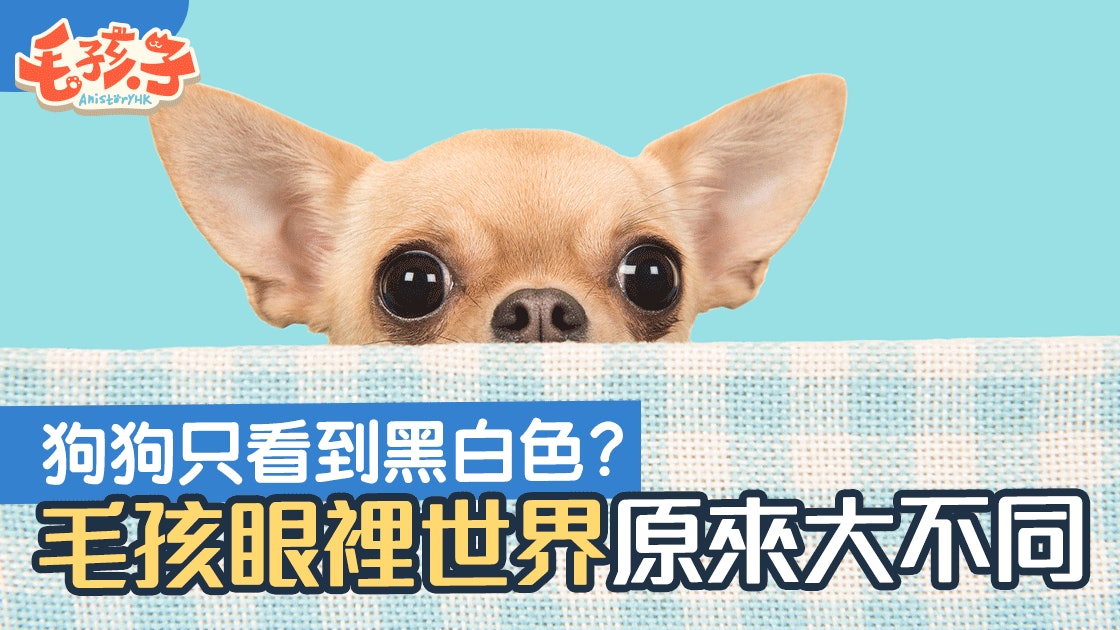 狗狗眼中只有黑色和白色 齊來窺看動物眼睛世界 香港01 寵物
