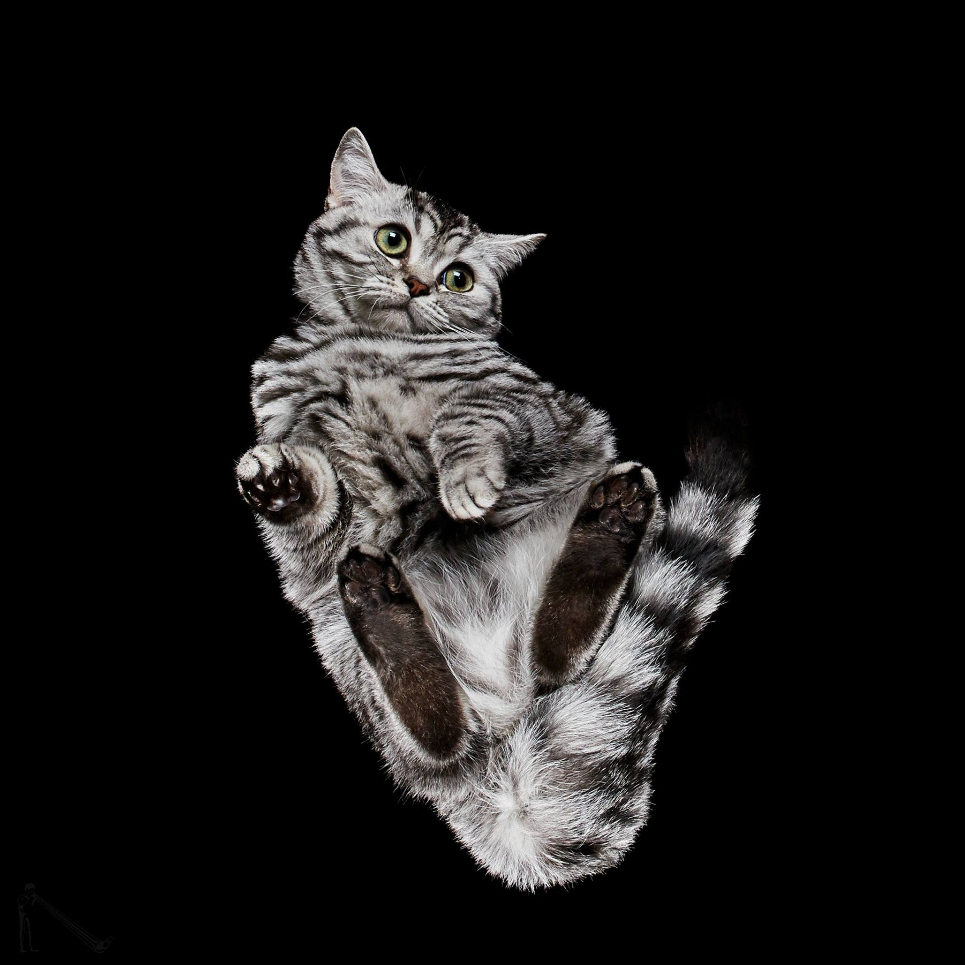 第一個系列「Under - Cat」攝於2015年。(Underlook) 第一個系列「Under - Cat」攝於2015年。(Underlook)