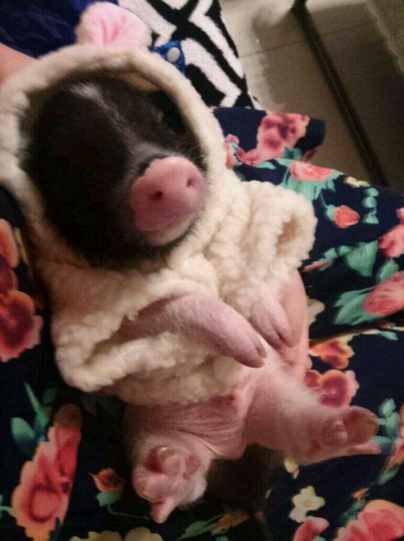 淘寶上有賣家及買家貼出「迷你豬」相片,均悉心打扮或展示可愛甫士,未見有人貼出牠們長大後的相片。(淘寶圖片) 淘寶上有賣家及買家貼出「迷你豬」相片,均悉心打扮或展示可愛甫士,未見有人貼出牠們長大後的相片。(淘寶圖片)