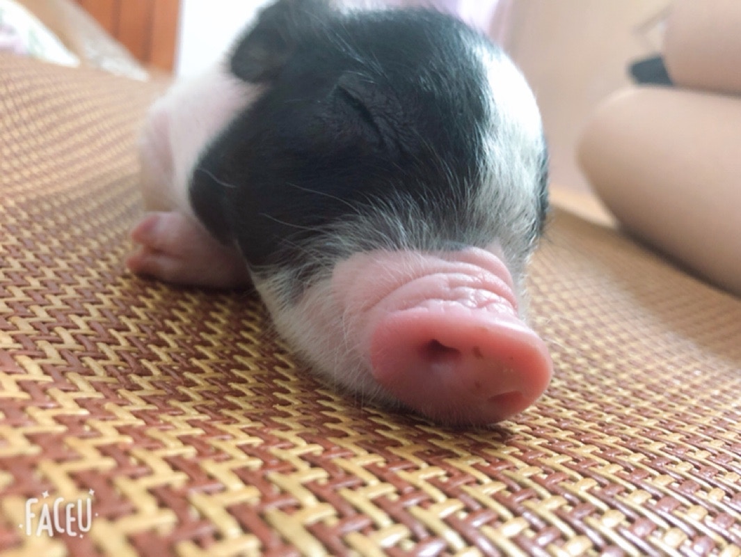 淘寶上有賣家及買家貼出「迷你豬」相片,均悉心打扮或展示可愛甫士,未見有人貼出牠們長大後的相片。(淘寶圖片) 淘寶上有賣家及買家貼出「迷你豬」相片,均悉心打扮或展示可愛甫士,未見有人貼出牠們長大後的相片。(淘寶圖片)