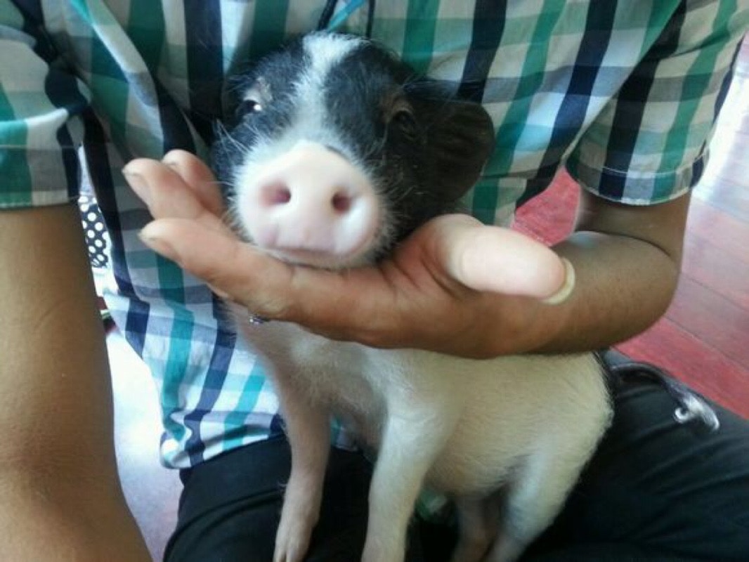 淘寶上有賣家及買家貼出「迷你豬」相片,均悉心打扮或展示可愛甫士,未見有人貼出牠們長大後的相片。(淘寶圖片) 淘寶上有賣家及買家貼出「迷你豬」相片,均悉心打扮或展示可愛甫士,未見有人貼出牠們長大後的相片。(淘寶圖片)