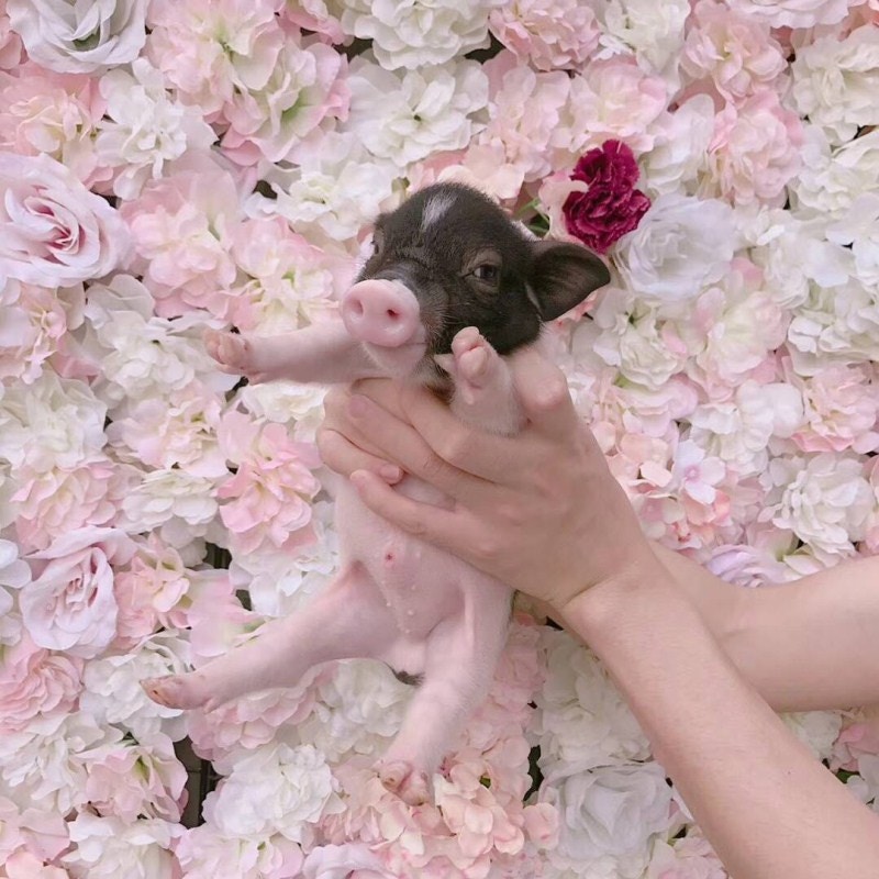 淘寶上有賣家及買家貼出「迷你豬」相片,均悉心打扮或展示可愛甫士,未見有人貼出牠們長大後的相片。(淘寶圖片) 淘寶上有賣家及買家貼出「迷你豬」相片,均悉心打扮或展示可愛甫士,未見有人貼出牠們長大後的相片。(淘寶圖片)