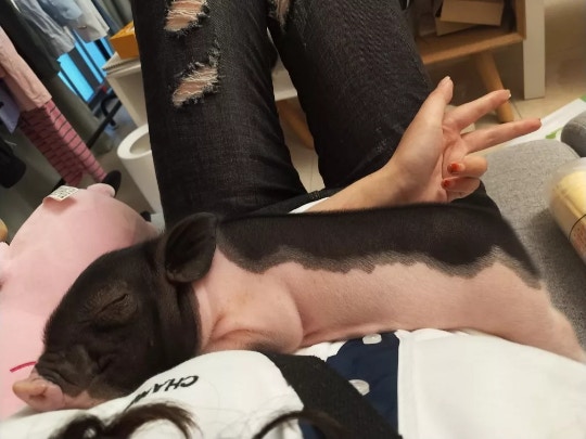 淘寶上有賣家及買家貼出「迷你豬」相片,均悉心打扮或展示可愛甫士,未見有人貼出牠們長大後的相片。(淘寶圖片) 淘寶上有賣家及買家貼出「迷你豬」相片,均悉心打扮或展示可愛甫士,未見有人貼出牠們長大後的相片。(淘寶圖片)