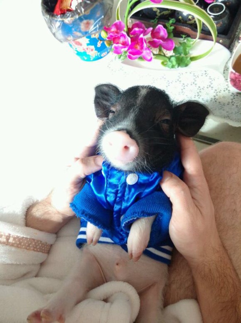 淘寶上有賣家及買家貼出「迷你豬」相片,均悉心打扮或展示可愛甫士,未見有人貼出牠們長大後的相片。(淘寶圖片) 淘寶上有賣家及買家貼出「迷你豬」相片,均悉心打扮或展示可愛甫士,未見有人貼出牠們長大後的相片。(淘寶圖片)