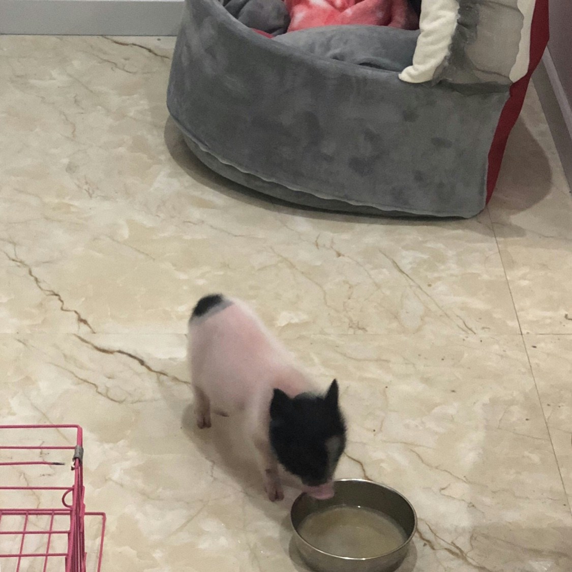 淘寶上有賣家及買家貼出「迷你豬」相片,均悉心打扮或展示可愛甫士,未見有人貼出牠們長大後的相片。(淘寶圖片) 淘寶上有賣家及買家貼出「迷你豬」相片,均悉心打扮或展示可愛甫士,未見有人貼出牠們長大後的相片。(淘寶圖片)