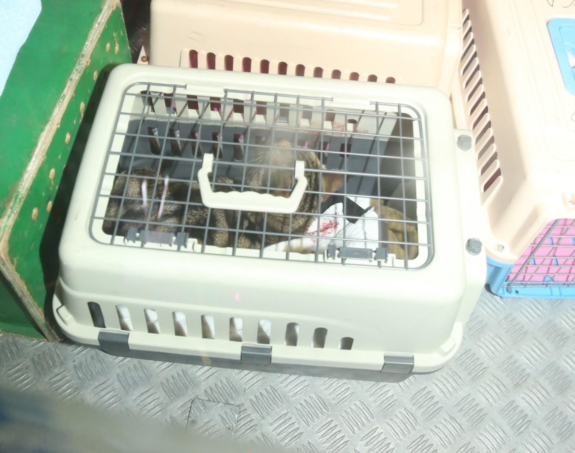 愛協人員將重傷花貓檢走急救。 (陳永武攝) 愛協人員將重傷花貓檢走急救。 (陳永武攝)