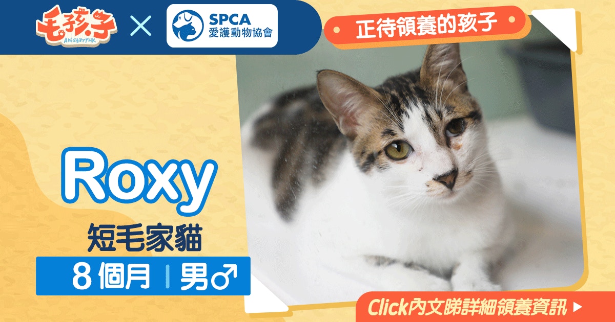 領養消息 愛護動物協會 2月 短毛家貓roxy 香港01 寵物