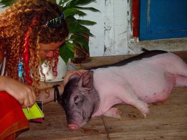 當初Sumo如小狗般大,Keren無法視而不見,雙手抱住牠帶回家中收養。(受訪者提供) 當初Sumo如小狗般大,Keren無法視而不見,雙手抱住牠帶回家中收養。(受訪者提供)