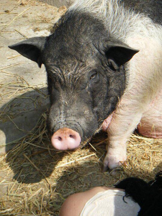 帥氣的Sumo。(受訪者提供) 帥氣的Sumo。(受訪者提供)