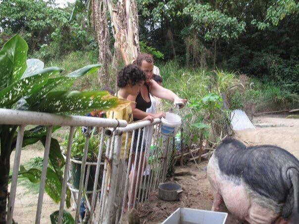 那時不少島上小朋友會在家人看顧下來探望豬隻。(受訪者提供) 那時不少島上小朋友會在家人看顧下來探望豬隻。(受訪者提供)