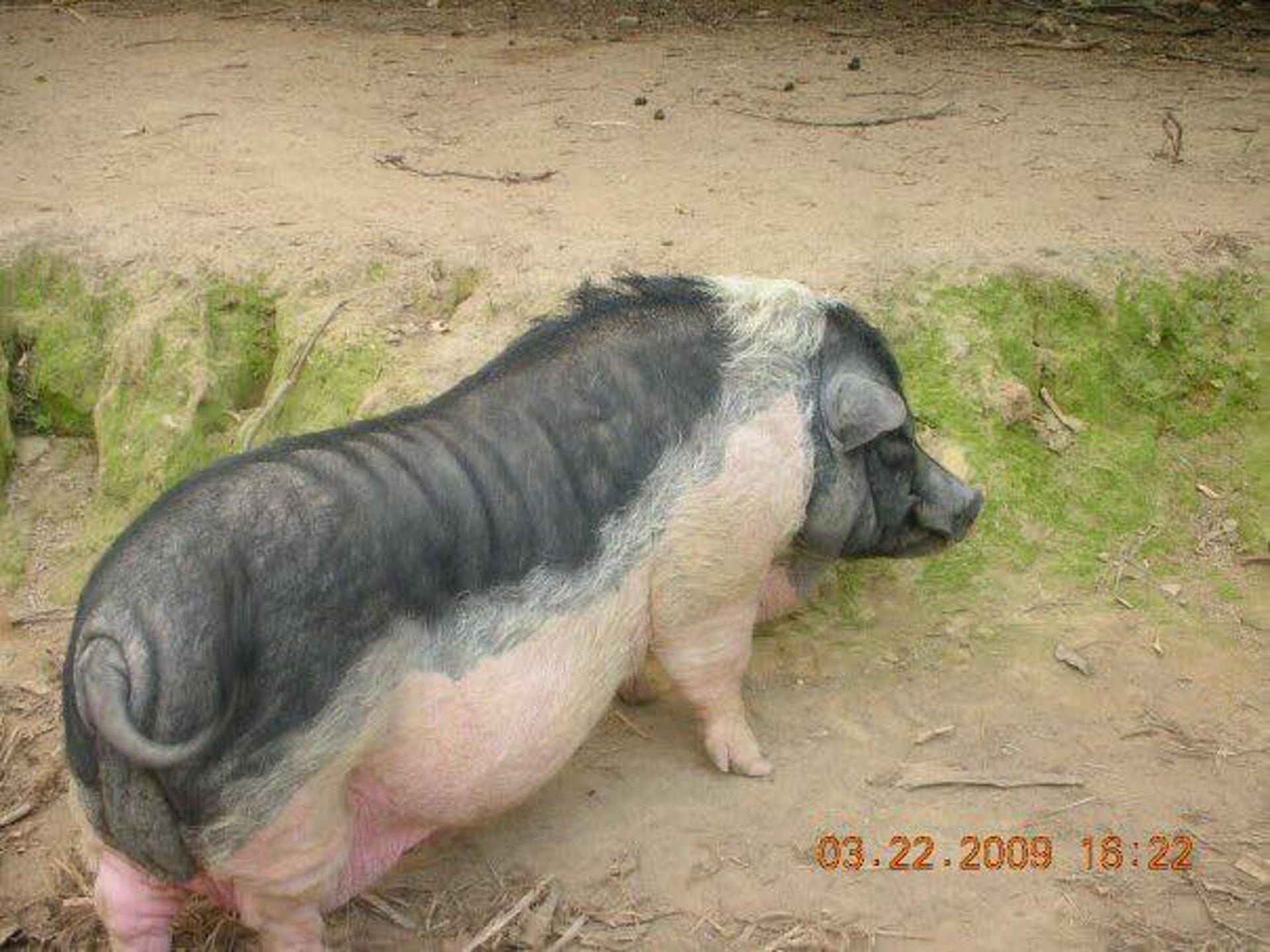 Sumo是Keren的心頭肉,在她眼中,牠既貼心又帥氣。(受訪者提供) Sumo是Keren的心頭肉,在她眼中,牠既貼心又帥氣。(受訪者提供)