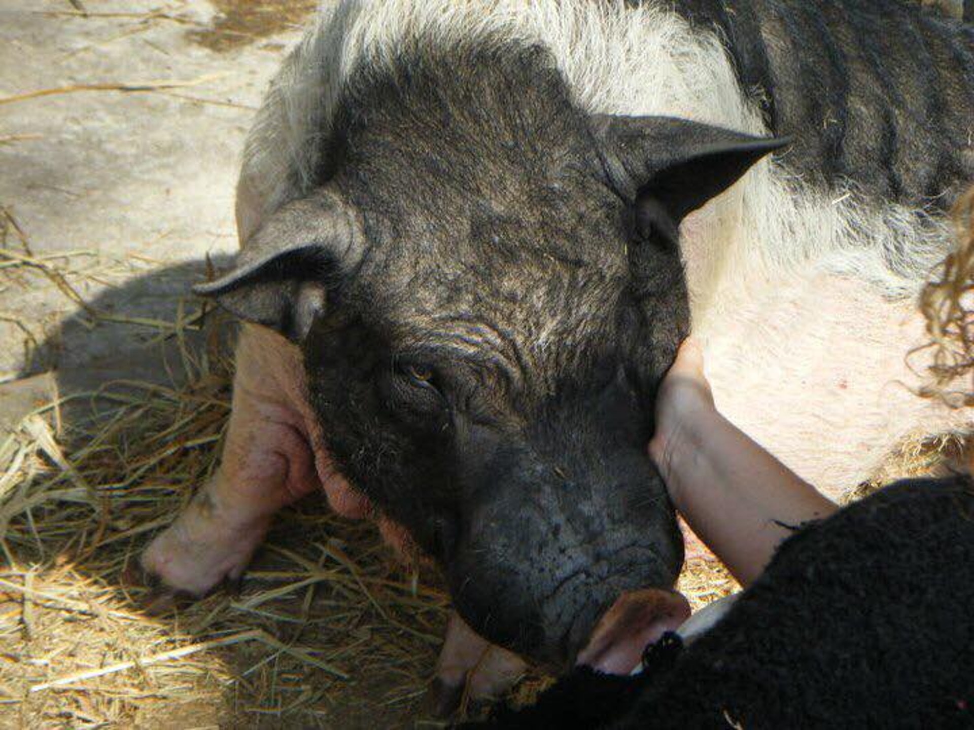 成豬後的Sumo,眼神變得更銳利。(受訪者提供) 成豬後的Sumo,眼神變得更銳利。(受訪者提供)