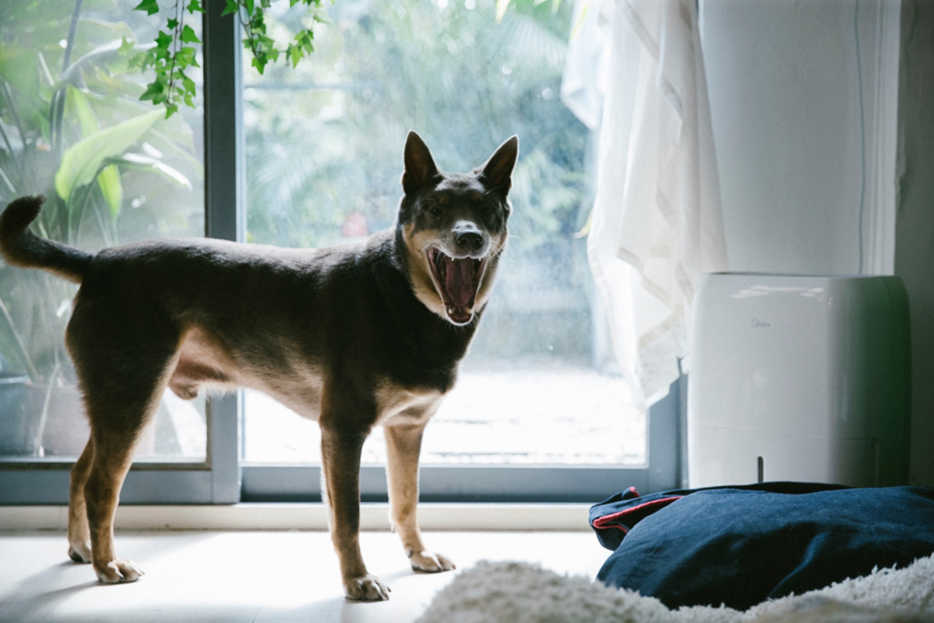 Hercules也是差點被人道毀滅的棄養狗,後來牠被島民領回救了一命。 Hercules也是差點被人道毀滅的棄養狗,後來牠被島民領回救了一命。