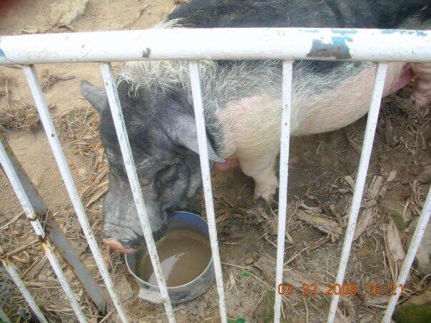 人類因風水而買豬隻Peggy飼養,最後又因牠愈長愈大而遺棄牠。另一豬隻Sumo被拋棄後,在島靠吃垃圾維生,後來Keren接收了兩隻豬,人與豬相安無事過了好一段日子。(受訪者提供) 人類因風水而買豬隻Peggy飼養,最後又因牠愈長愈大而遺棄牠。另一豬隻Sumo被拋棄後,在島靠吃垃圾維生,後來Keren接收了兩隻豬,人與豬相安無事過了好一段日子。(受訪者提供)