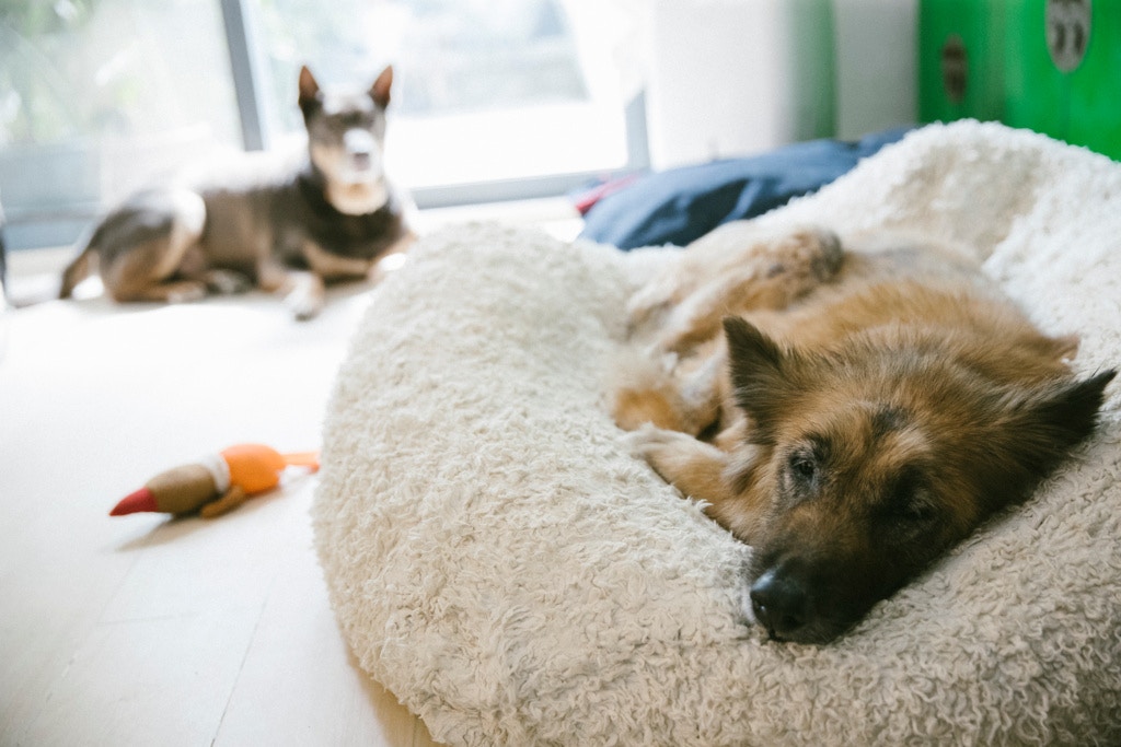 在動物組織多年要求下,政於終宣佈今年初開始修訂動物福利法。 在動物組織多年要求下,政於終宣佈今年初開始修訂動物福利法。