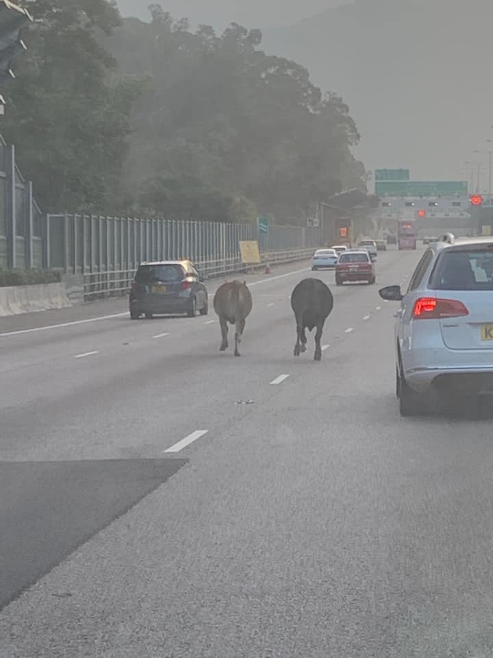 兩牛在吐露港公路狂奔。(Eric Wong上傳至小心駕駛,安全車速,溫馨提示) 兩牛在吐露港公路狂奔。(Eric Wong上傳至小心駕駛,安全車速,溫馨提示)