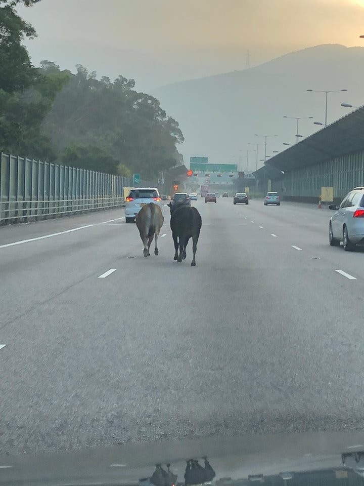 網民Zenki Wong指他發現兩牛後,打死火燈尾隨直至牠們回到路邊。(Zenki_Wong上傳) 網民Zenki Wong指他發現兩牛後,打死火燈尾隨直至牠們回到路邊。(Zenki_Wong上傳)