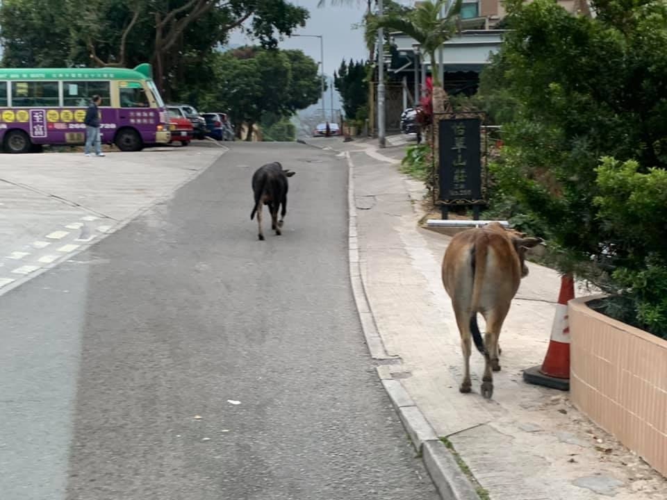 有網民後來發現疑似該兩頭牛已回到路邊。(網民江家恆上傳) 有網民後來發現疑似該兩頭牛已回到路邊。(網民江家恆上傳)