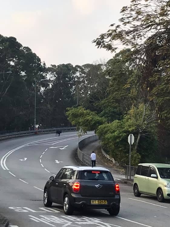 網民在大埔公路見到牛蹤。(網民芷霖上傳) 網民在大埔公路見到牛蹤。(網民芷霖上傳)