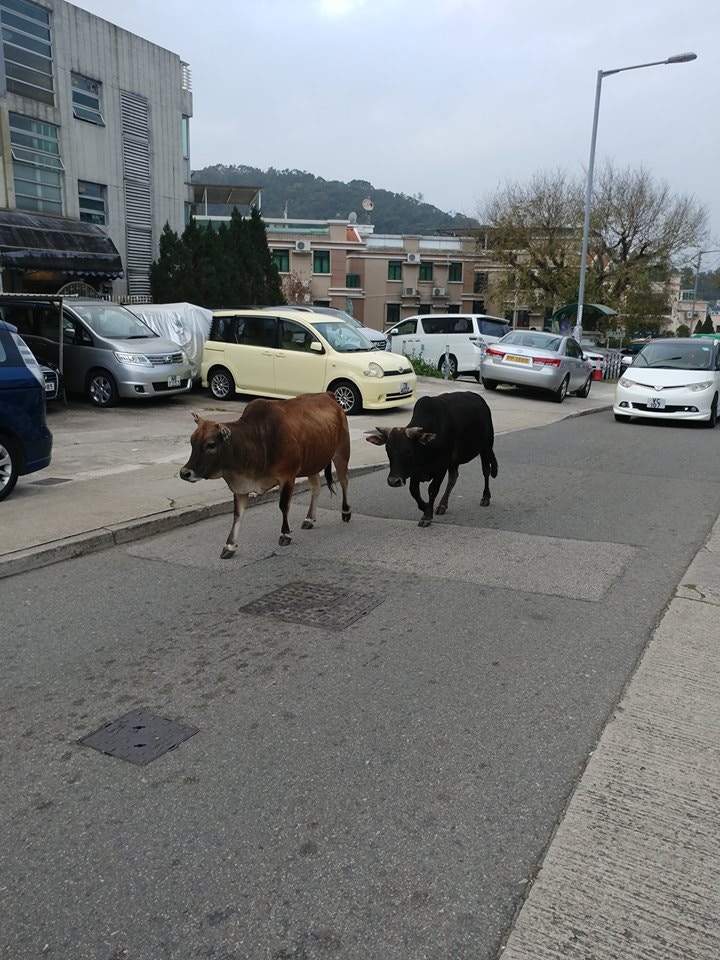 網民說牠們現身在新屋家。(網民Nicole Wong上傳) 網民說牠們現身在新屋家。(網民Nicole Wong上傳)