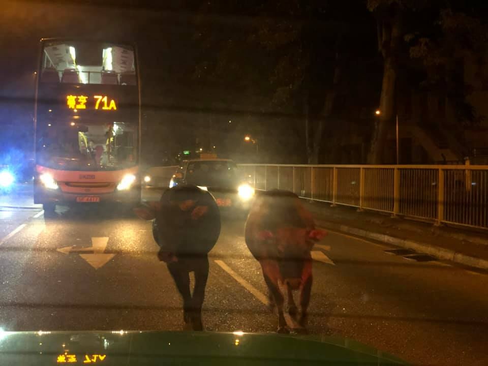 入夜後,牠們再度走出馬路,網民指在大埔王肇枝中學對開發現兩牛。(Hang Tsui 上傳至Tai Po_大埔) 入夜後,牠們再度走出馬路,網民指在大埔王肇枝中學對開發現兩牛。(Hang Tsui 上傳至Tai Po_大埔)