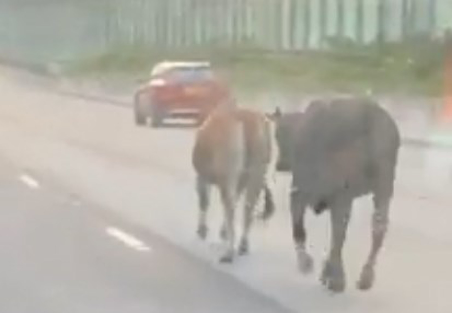 牛牛下午在吐露港公路奔馳。(圖片來源:FB「吐露講」) 牛牛下午在吐露港公路奔馳。(圖片來源:FB「吐露講」)