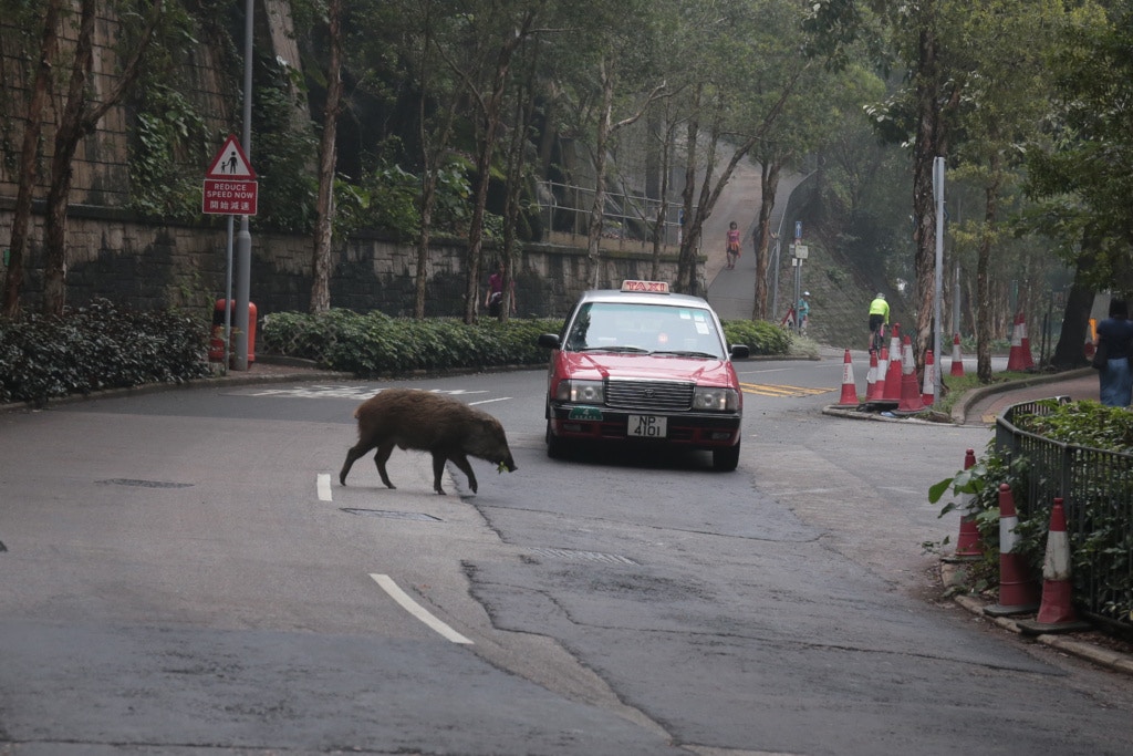 2017年4月26日堅尼地道有野豬出沒。(資料圖片) 2017年4月26日堅尼地道有野豬出沒。(資料圖片)