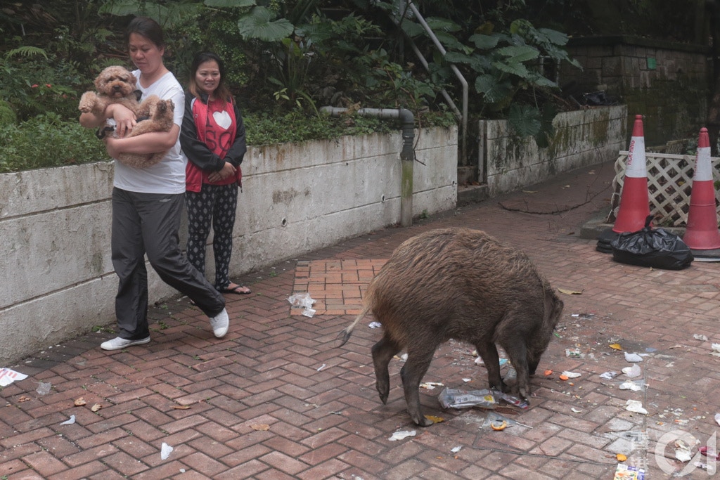 2017年4月26日堅尼地道有野豬出沒。(資料圖片) 2017年4月26日堅尼地道有野豬出沒。(資料圖片)