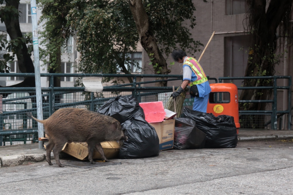 2017年4月26日堅尼地道有野豬摷垃圾袋搵食,對清潔工人視若無睹。(資料圖片) 2017年4月26日堅尼地道有野豬摷垃圾袋搵食,對清潔工人視若無睹。(資料圖片)