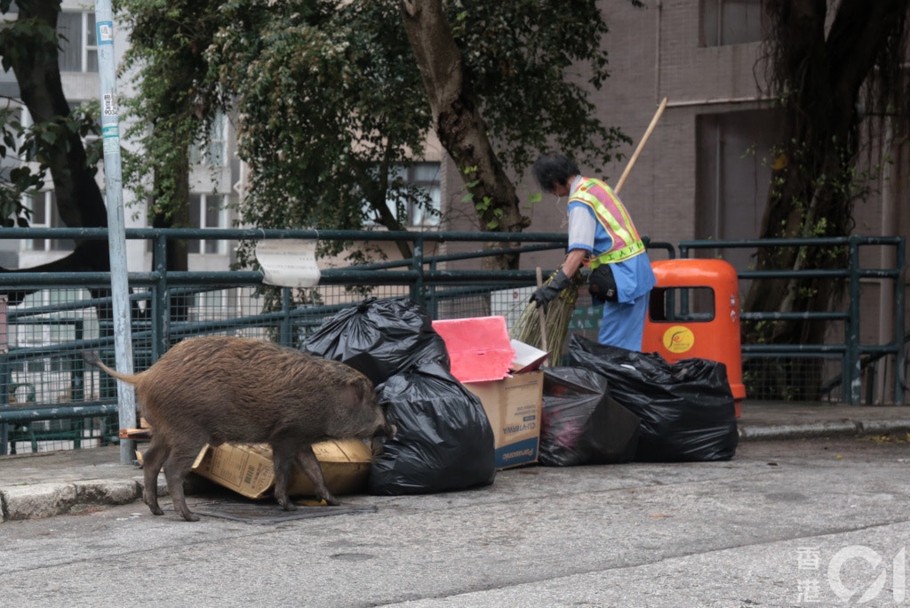 2017年4月26日堅尼地道有野豬摷垃圾袋搵食,對清潔工人視若無睹。(資料圖片) 2017年4月26日堅尼地道有野豬摷垃圾袋搵食,對清潔工人視若無睹。(資料圖片)
