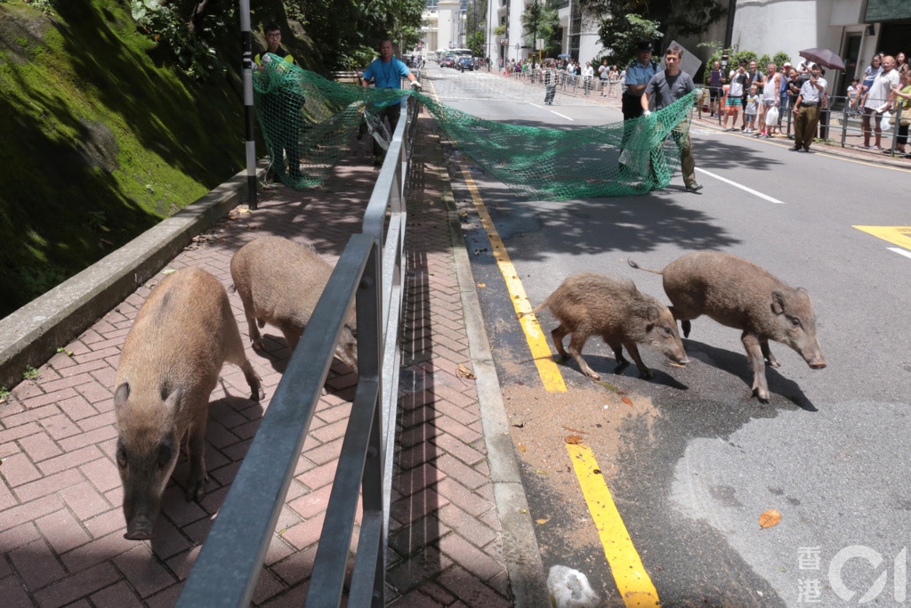 近年野豬走到市民搵食,令投訴增加。(資料圖片) 近年野豬走到市民搵食,令投訴增加。(資料圖片)