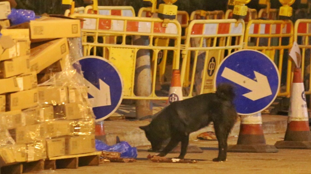 近年野豬走到市區搵食,與市民的距離拉近。(資料圖片) 近年野豬走到市區搵食,與市民的距離拉近。(資料圖片)