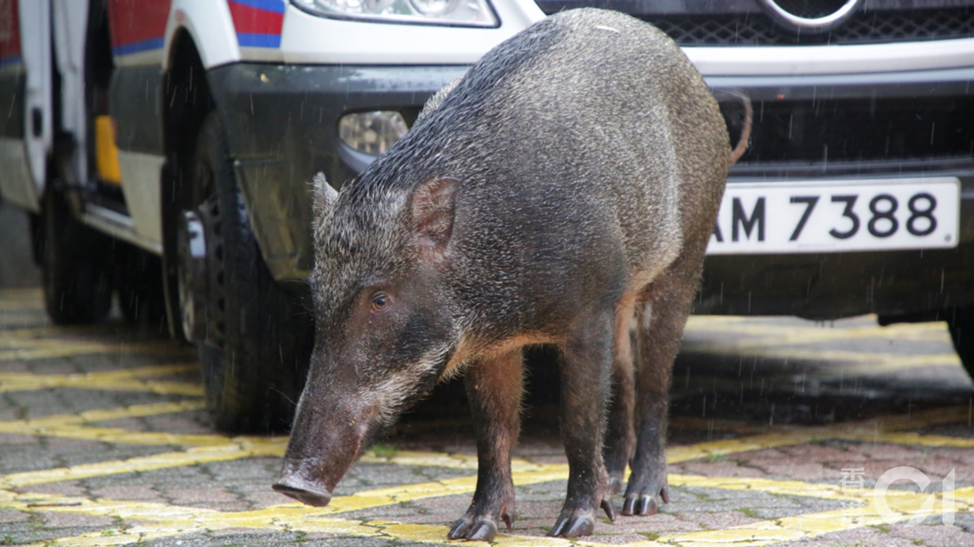 2017年9月22日蕙荃體育館發現野豬。(資料圖片) 2017年9月22日蕙荃體育館發現野豬。(資料圖片)