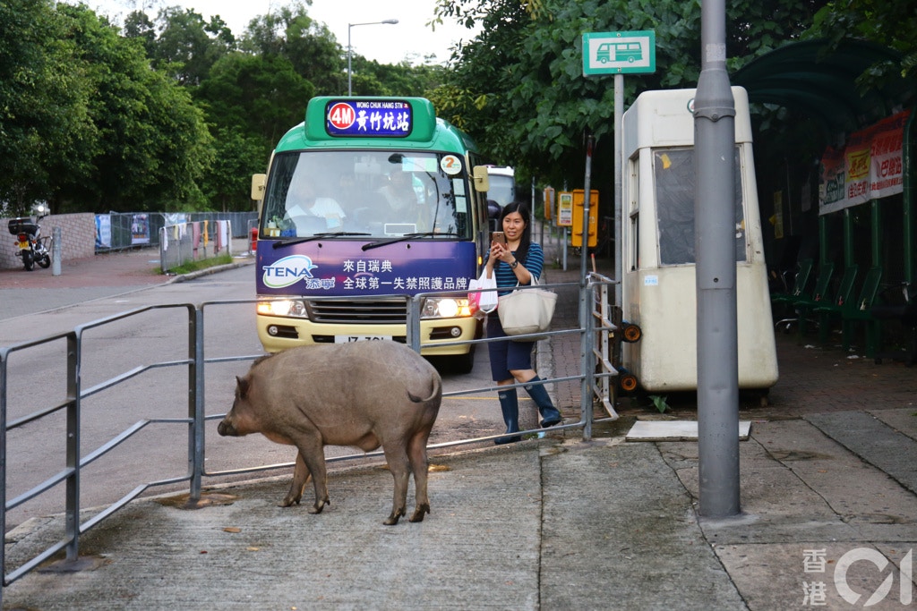 2017年7月4日,石排灣出現野豬,旁若無人。(資料圖片) 2017年7月4日,石排灣出現野豬,旁若無人。(資料圖片)