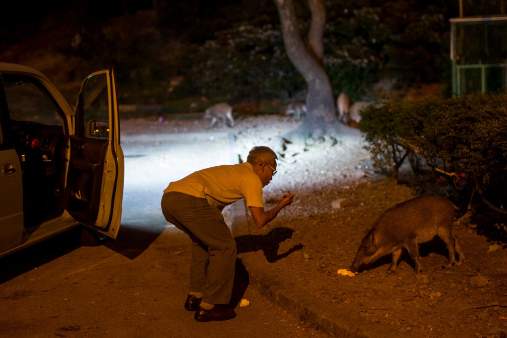 近年野豬增加,在路邊可看到數隻一同出來搵食,與市民的距離拉近。(資料圖片) 近年野豬增加,在路邊可看到數隻一同出來搵食,與市民的距離拉近。(資料圖片)