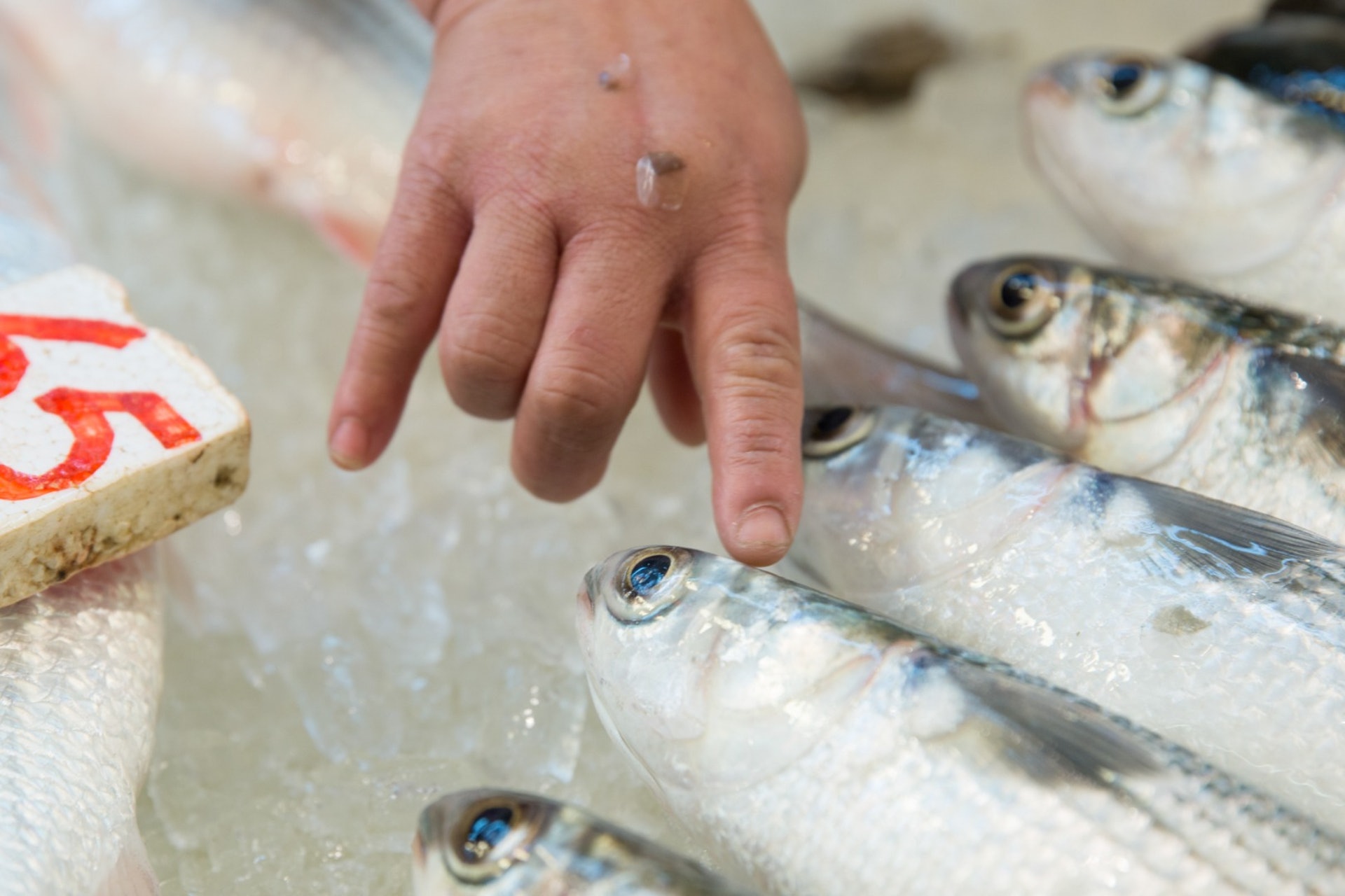 新手入廚 元朗烏頭要揀斤幾重鹹檸檬蒸只需10分鐘 新手入廚 元朗烏頭要揀斤幾重鹹檸檬蒸只需10分鐘