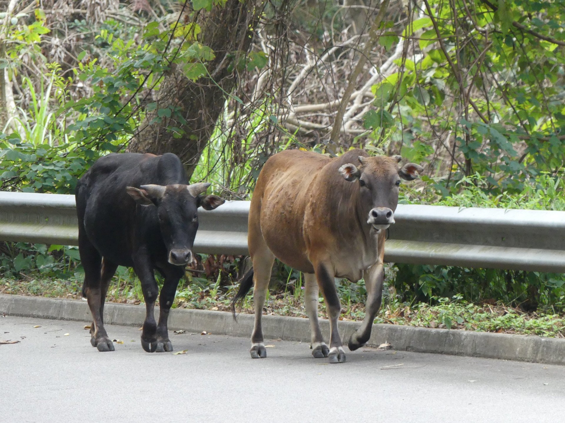 兩隻牛牛已被發現死亡。(網上圖片) 兩隻牛牛已被發現死亡。(網上圖片)