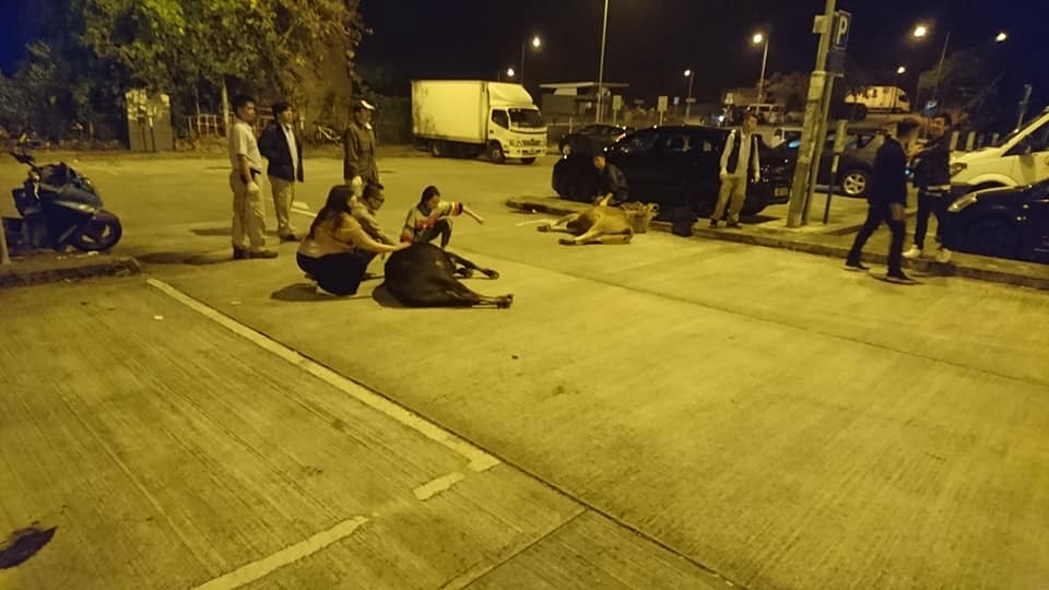 兩牛昨晚發現時在樟樹攤附近,漁護署人員到場捉牛。(網上圖片) 兩牛昨晚發現時在樟樹攤附近,漁護署人員到場捉牛。(網上圖片)