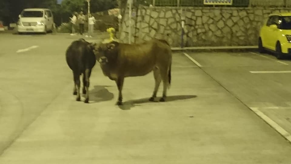 (網上圖片) (網上圖片)