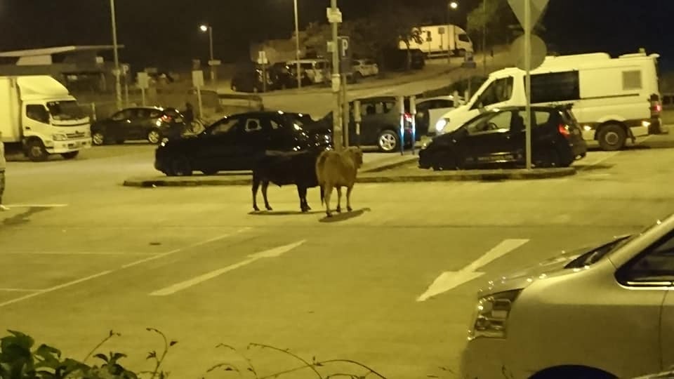 (網上圖片) (網上圖片)