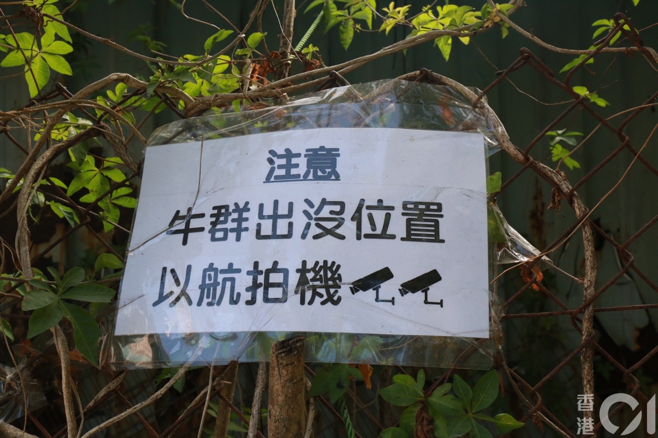 何家美與義工在西沙一帶張貼告示,呼籲市民愛護流派牛。(陳諾希攝) 何家美與義工在西沙一帶張貼告示,呼籲市民愛護流派牛。(陳諾希攝)