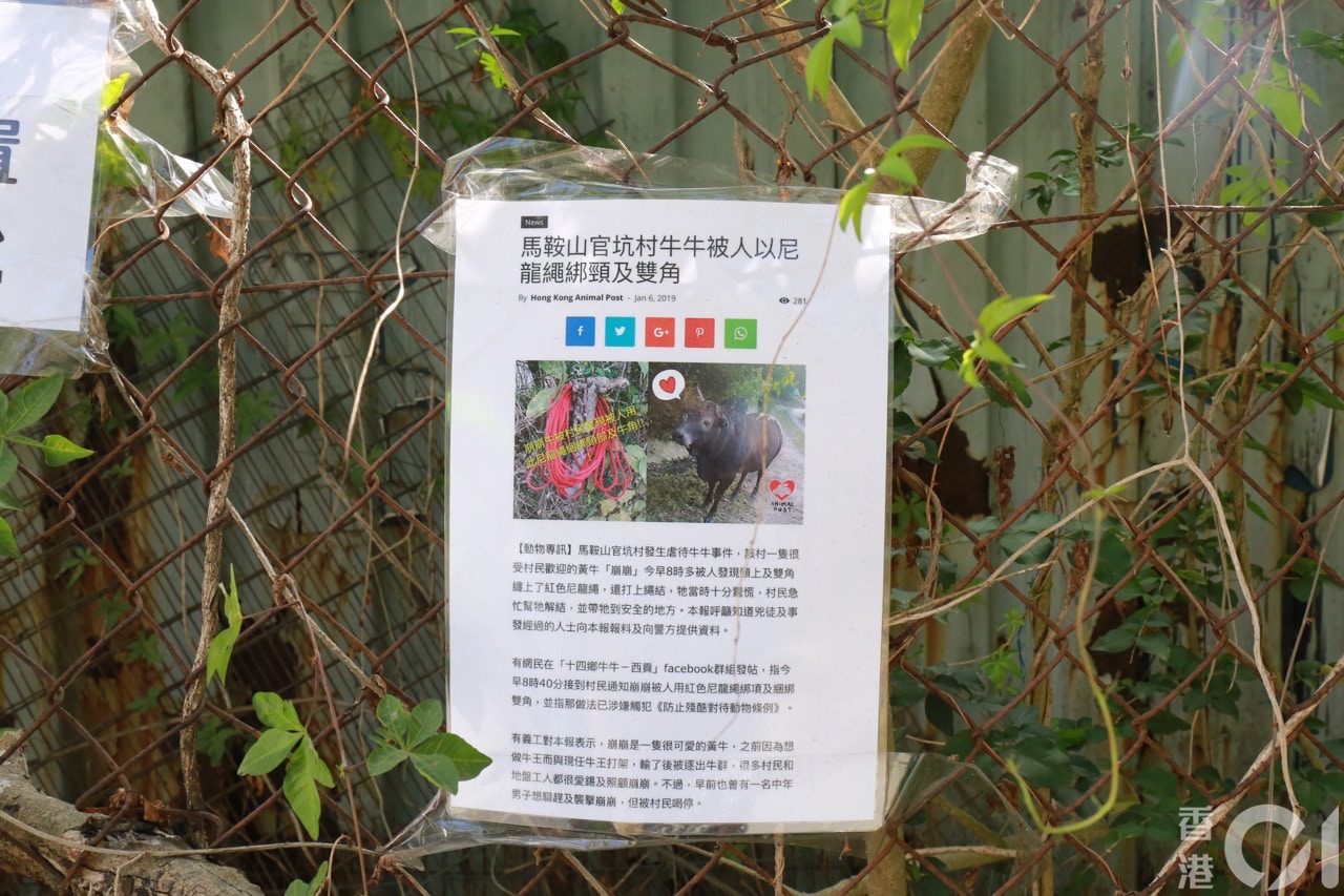 何家美與義工在西沙一帶張貼告示,呼籲市民愛護流派牛。(陳諾希攝) 何家美與義工在西沙一帶張貼告示,呼籲市民愛護流派牛。(陳諾希攝)