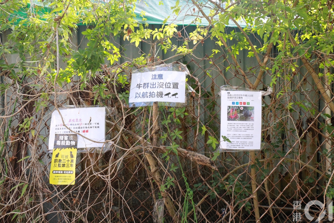 何家美與義工在西沙一帶張貼告示,呼籲市民愛護流派牛。(陳諾希攝) 何家美與義工在西沙一帶張貼告示,呼籲市民愛護流派牛。(陳諾希攝)