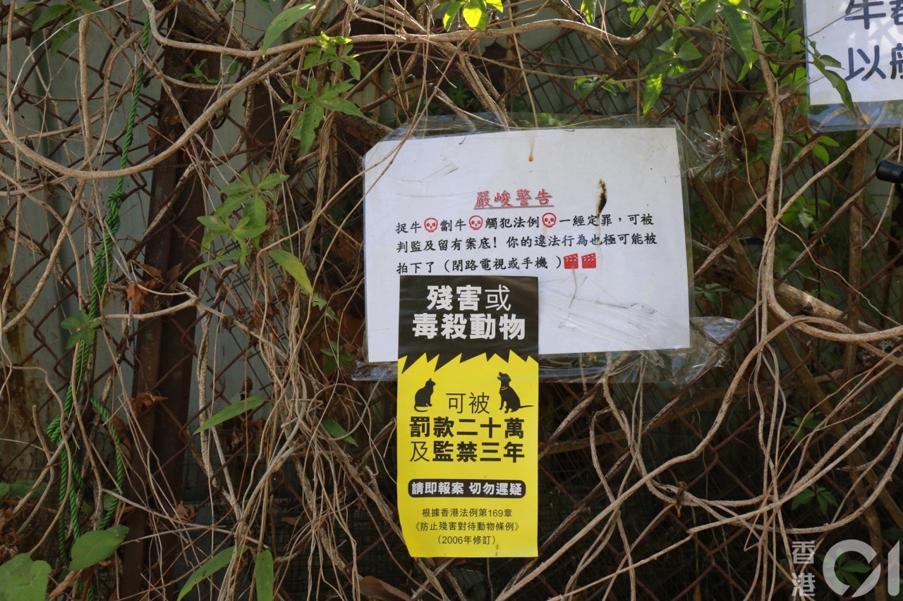 何家美與義工在西沙一帶張貼告示,呼籲市民愛護流派牛。(陳諾希攝) 何家美與義工在西沙一帶張貼告示,呼籲市民愛護流派牛。(陳諾希攝)