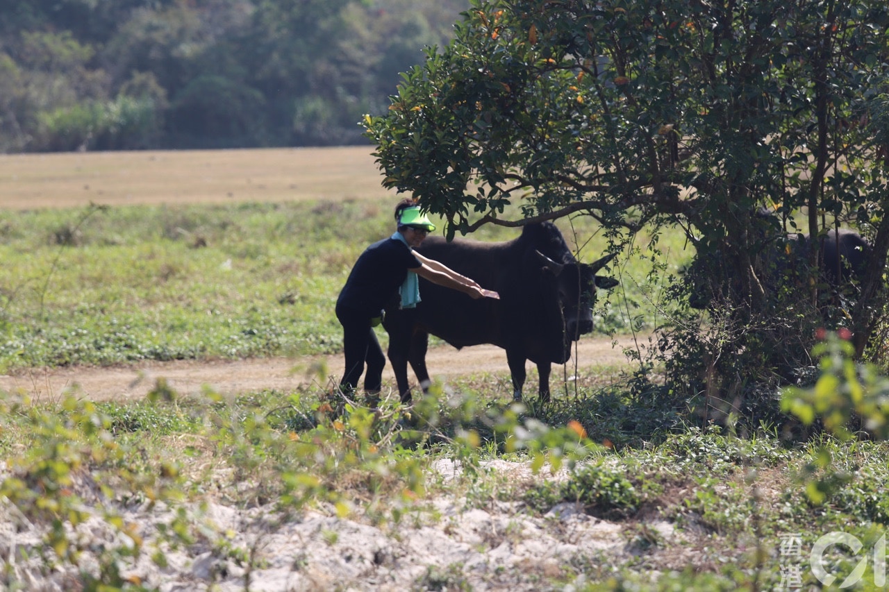 何家美一直關注流浪牛的生活環境。(陳諾希攝) 何家美一直關注流浪牛的生活環境。(陳諾希攝)