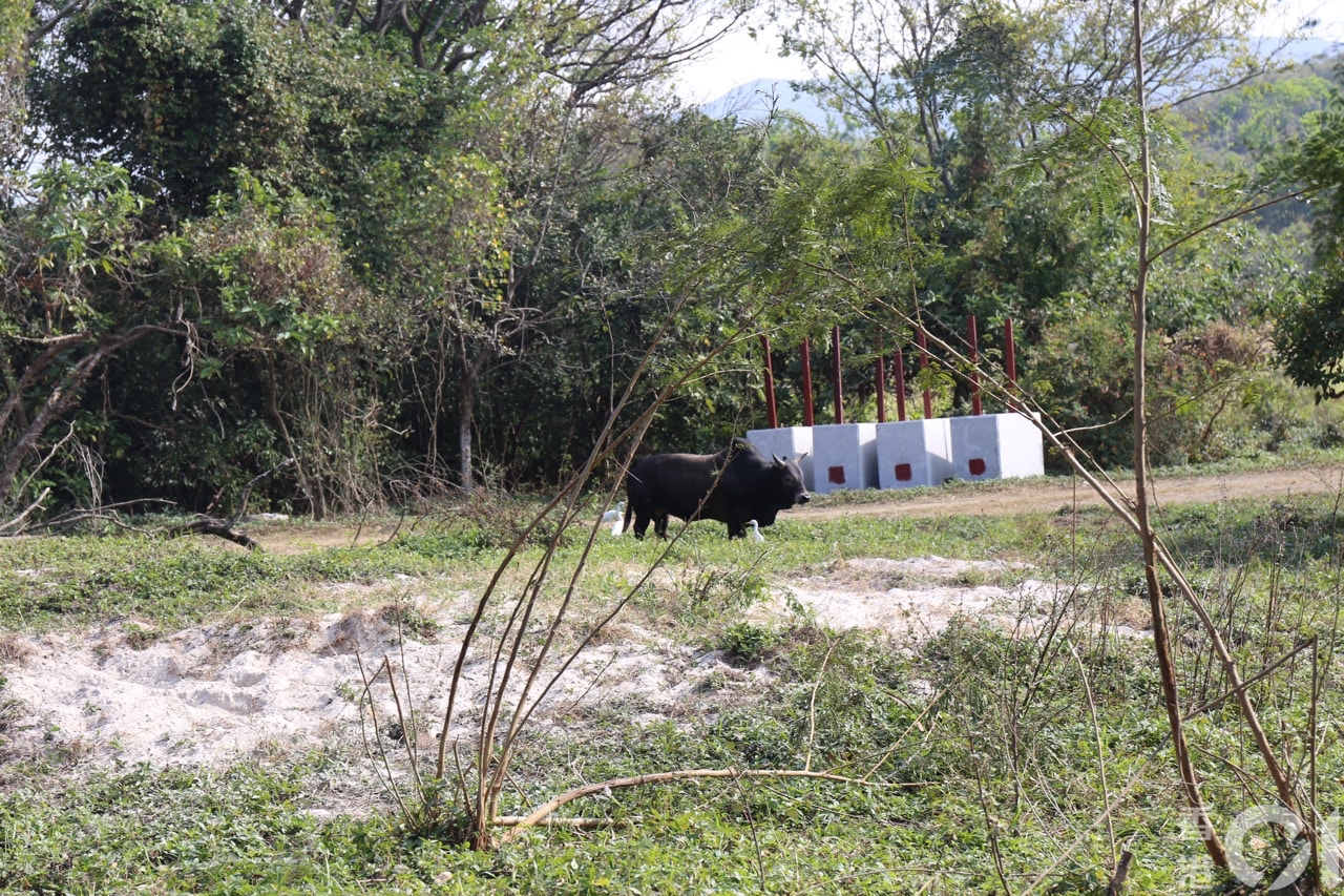 流浪牛在草地行走。(陳諾希攝) 流浪牛在草地行走。(陳諾希攝)